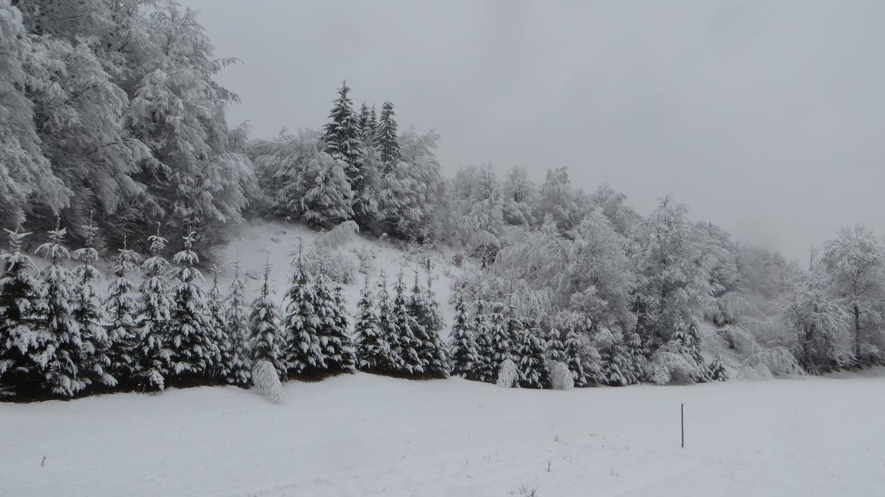 Pensiunea Poiana De Vis Sucevita Buitenkant foto